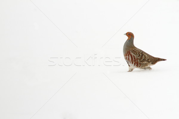 grey partridge on snow Stock photo © taviphoto