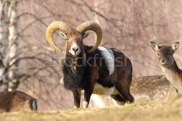 beautiful mouflon ram Stock photo © taviphoto