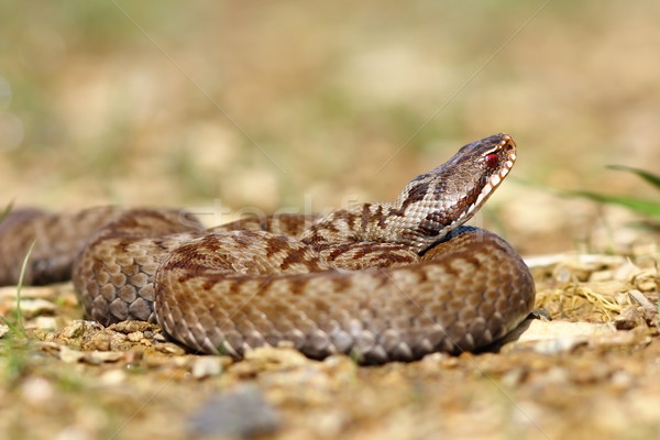 beautiful european venomous snake Stock photo © taviphoto