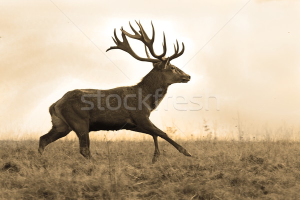 sepia image of red deer stag Stock photo © taviphoto