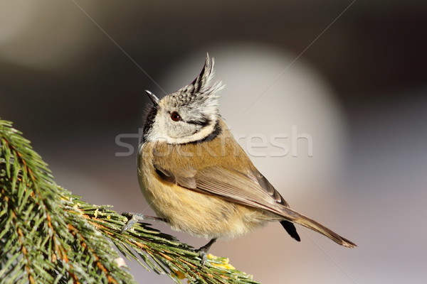 Stockfoto: Europese · tit · sparren · tak · vergadering · vogel