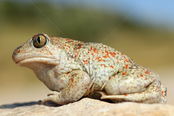 beautiful colored garlic toad Stock photo © taviphoto