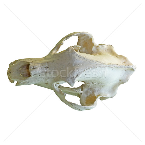 Zdjęcia stock: Niedźwiedź · brunatny · odizolowany · czaszka · biały · charakter · zęby