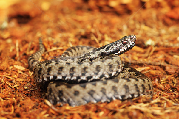 common viper standing on spruce forest ground Stock photo © taviphoto
