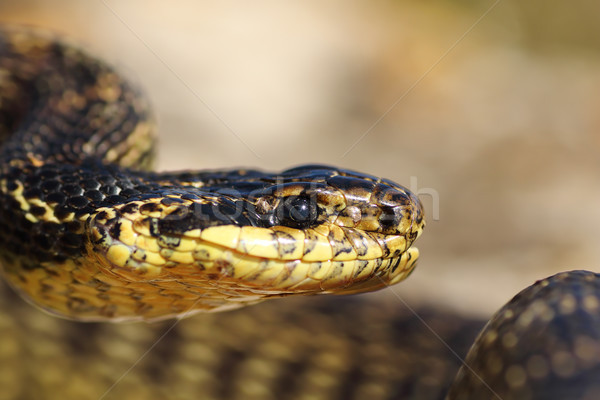 portrait of beautiful european snake Stock photo © taviphoto