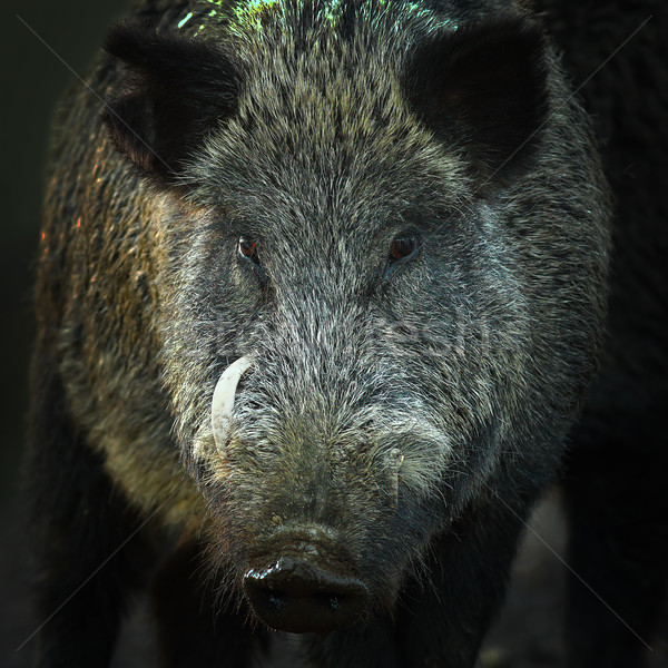 portrait of large wild boar Stock photo © taviphoto