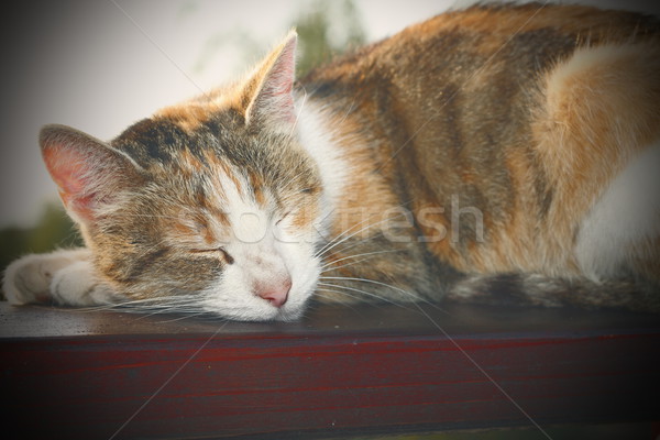 Faul Katze Instagram Wirkung schlafen Holz Stock foto © taviphoto