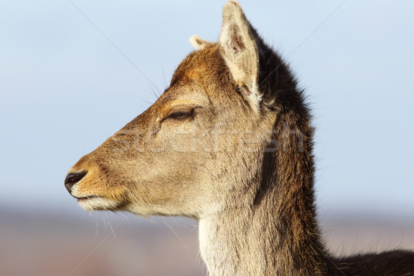 closeup of fallow deer doe head Stock photo © taviphoto