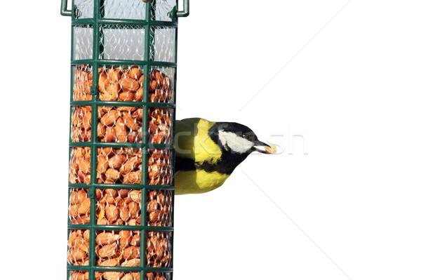 isolated great tit eating nut Stock photo © taviphoto