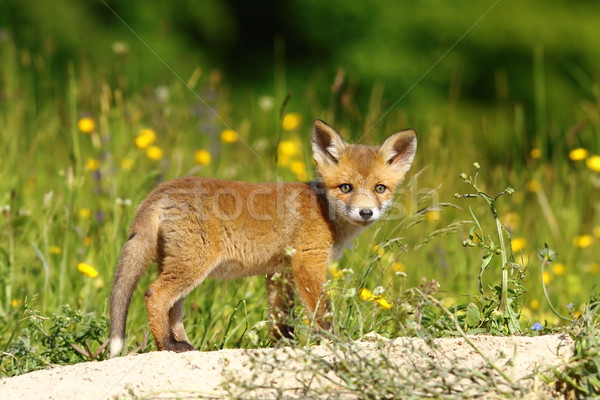 little fox near the den Stock photo © taviphoto