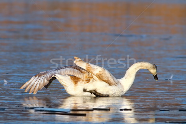 juvenile white swan drifting on ice Stock photo © taviphoto