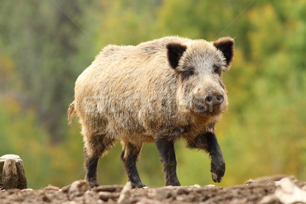 wild hog looking towards the camera Stock photo © taviphoto