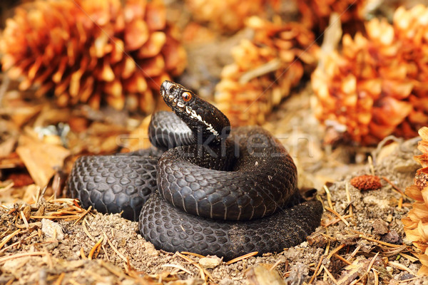 black common viper on forest ground Stock photo © taviphoto