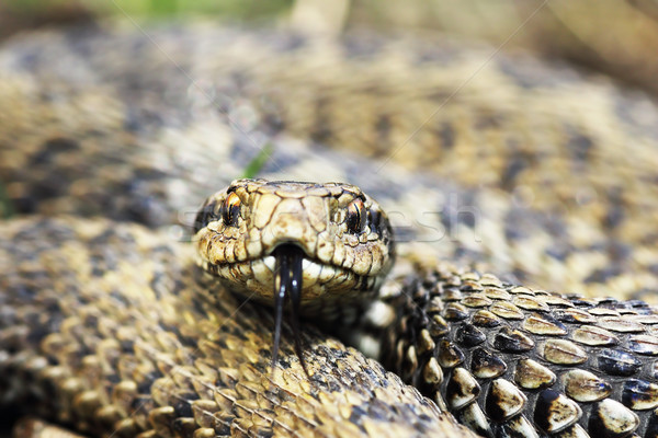 Frente vista raro pradera retrato serpiente Foto stock © taviphoto