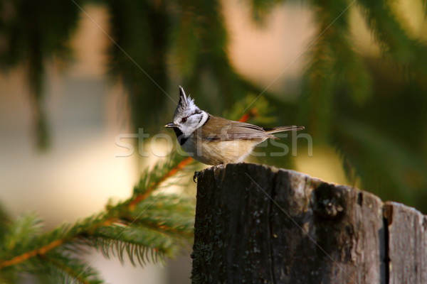 curious jay looking for food on a stump Stock photo © taviphoto