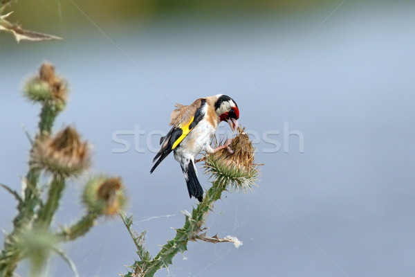 european goldfinch on thistle flower Stock photo © taviphoto