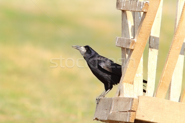 black rook on wood structure Stock photo © taviphoto