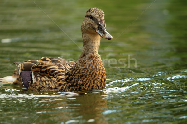 female mallard swimming towards the camera Stock photo © taviphoto