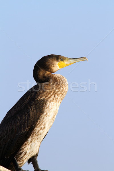 Stock photo: side view of a great cormorant