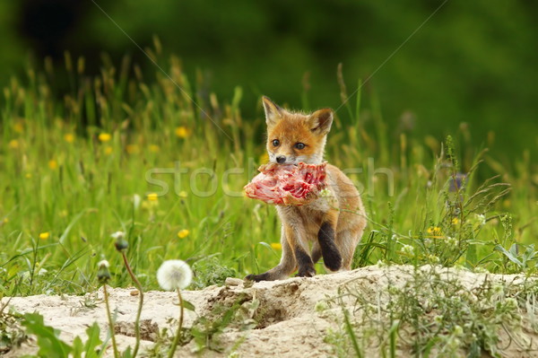 fox cub eating meat Stock photo © taviphoto