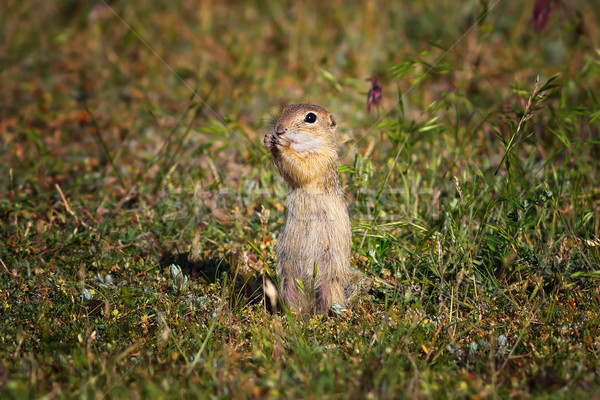 Cute terra scoiattolo naturale habitat Foto d'archivio © taviphoto