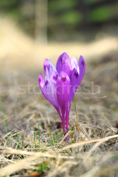 Detalle azafrán flor de primavera stock foto Foto stock © taviphoto