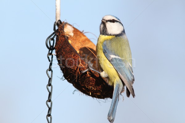 small wild garden bird on feeder Stock photo © taviphoto