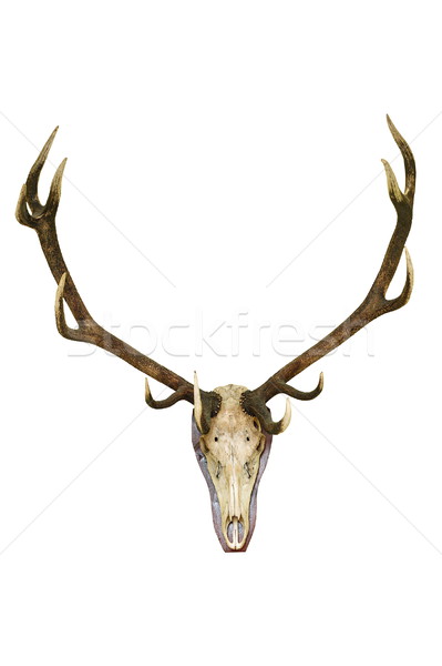 big deer stag trophy Stock photo © taviphoto