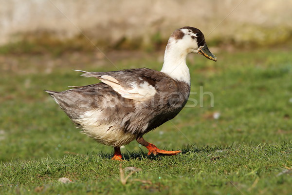 domestic duck on lawn Stock photo © taviphoto