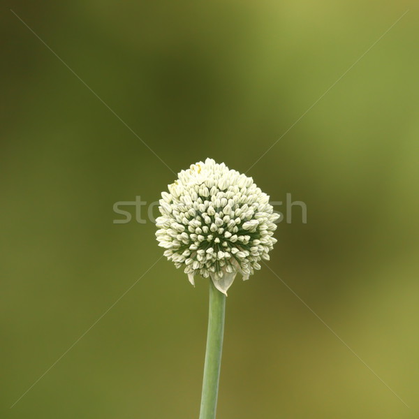onion flower on green background Stock photo © taviphoto