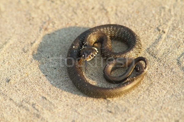 grass snake on sand Stock photo © taviphoto