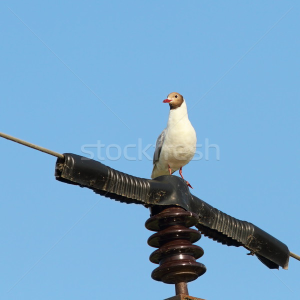 black headed gull on electric pillar Stock photo © taviphoto