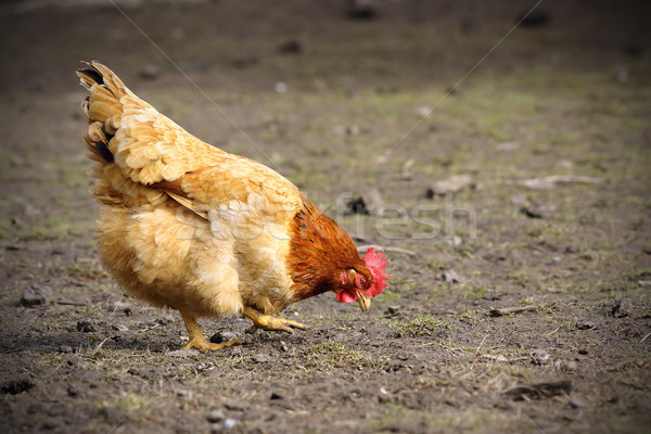 colorful hen foraging for food on the ground Stock photo © taviphoto