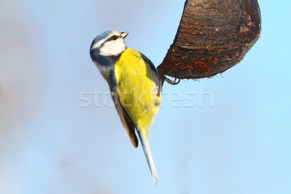 hungry blue tit on coconut feeder Stock photo © taviphoto
