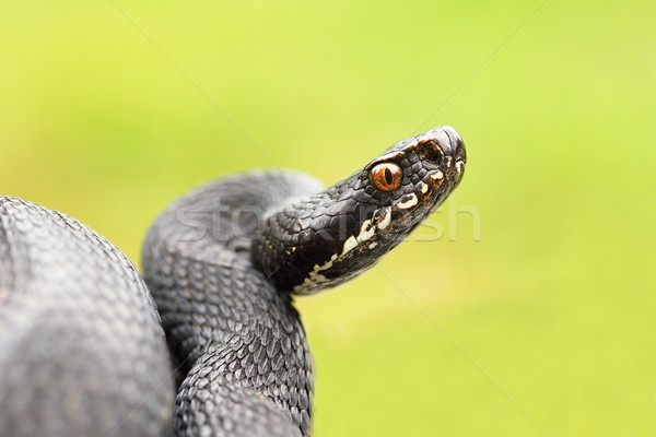 detailed portrait of black female viper Stock photo © taviphoto