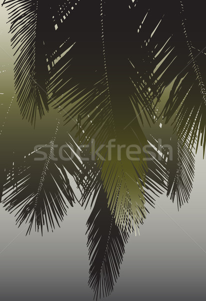 Coconut fronds Stock photo © Tawng
