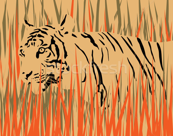 Tiger Stock photo © Tawng