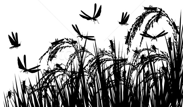 Locusts on rice Stock photo © Tawng