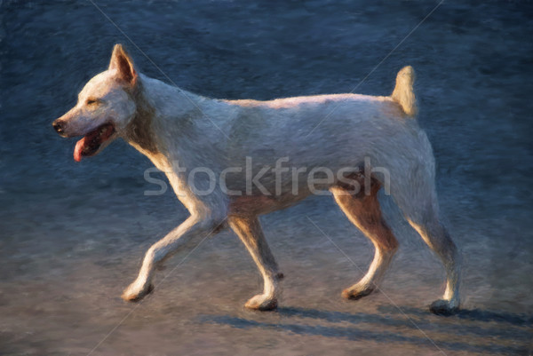 Trotting dog Stock photo © Tawng