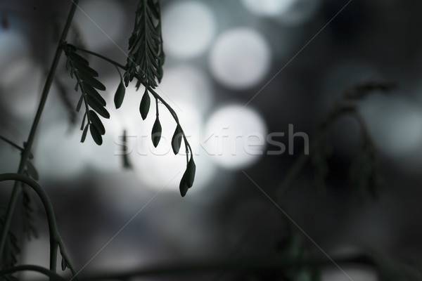 Lights through plant Stock photo © Tawng