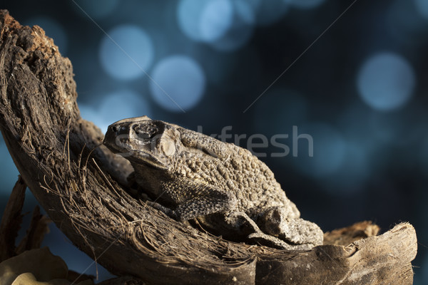 Karakurbağası portre Asya eski hindistan cevizi doku Stok fotoğraf © Tawng