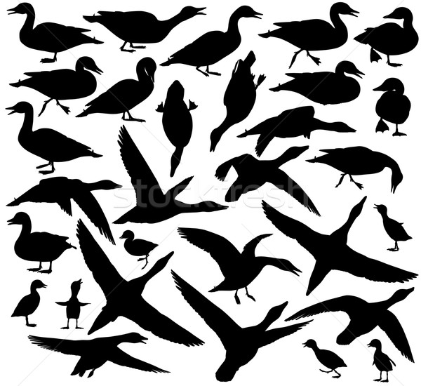 Duck silhouettes Stock photo © Tawng