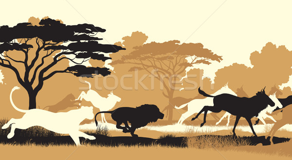 Lions hunting wildebeest Stock photo © Tawng