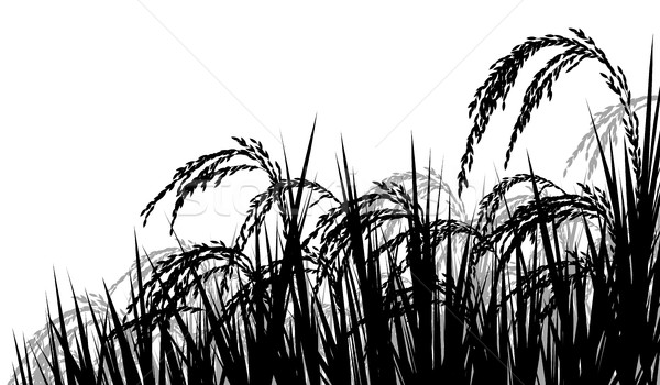Stock photo: Rice ripe for harvest
