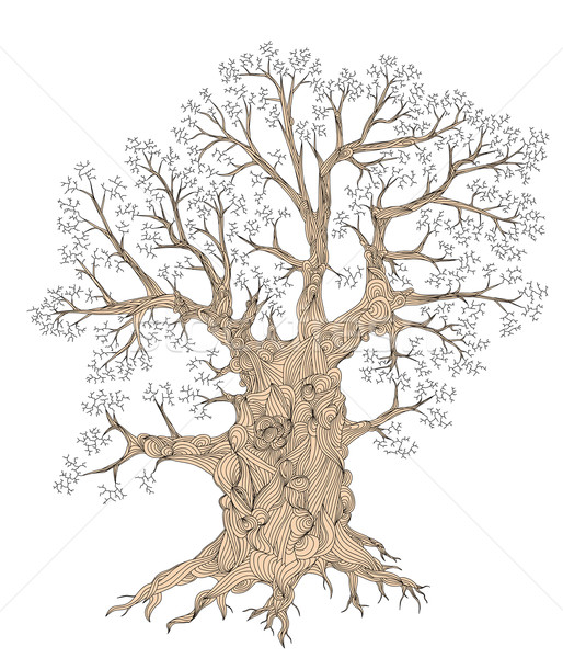 Gnarled tree Stock photo © Tawng