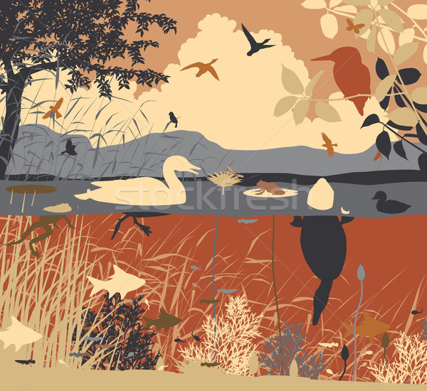 ストックフォト: 淡水 · eps8 · 野生動物 · 生態系