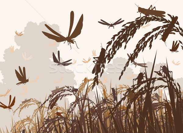 Swarming locusts Stock photo © Tawng