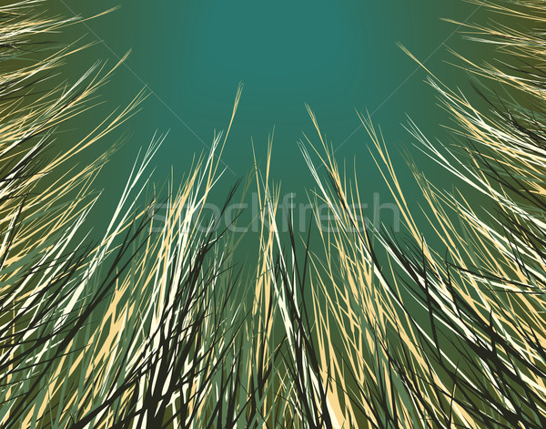 Stock photo: Dry grass