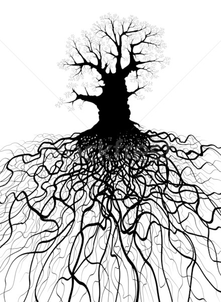 árbol raíces sin hojas roble raíz Foto stock © Tawng