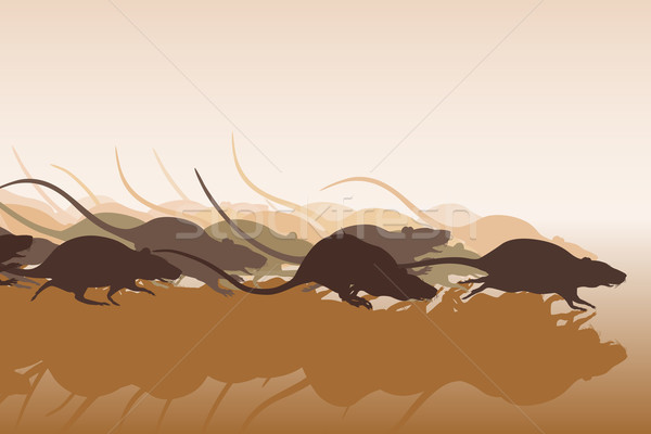 Rat race Stock photo © Tawng